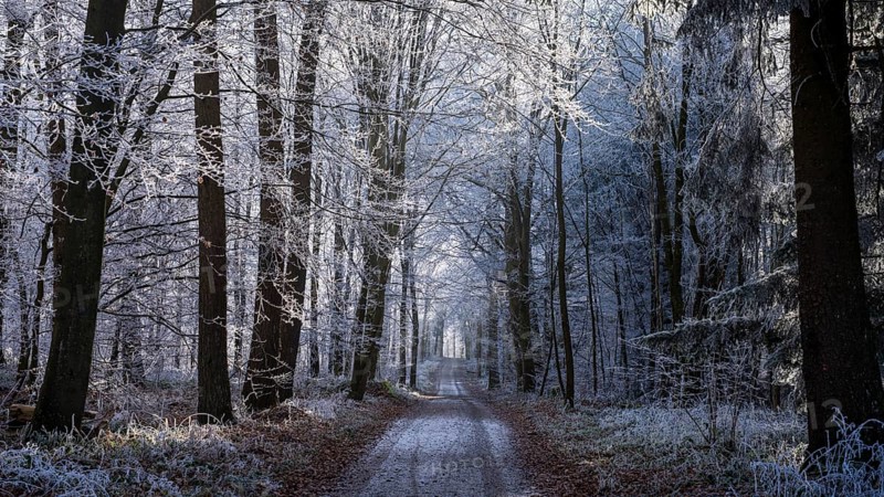 Wintery forest with hoarfrost on Königstuhl mountain, hiking trail, Rhein-Neckar district, Baden-Württemberg, Germany