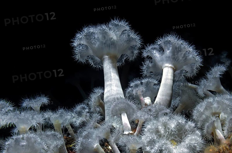Sea anemone (Metridium senile), Ozeaneum, Hanseatic City of Stralsund, Mecklenburg-Western Pomerania, Germany