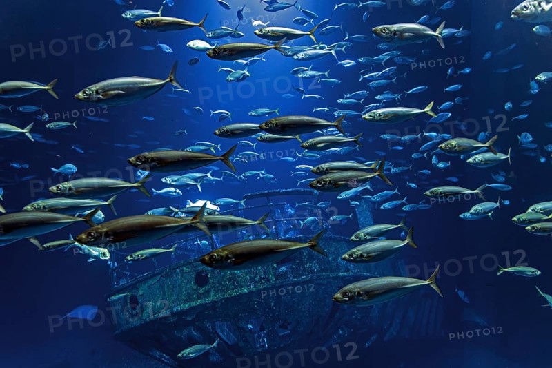 Fish in the huge aquarium in the Ozeaneum, Hanseatic City of Stralsund, Mecklenburg-Western Pomerania, Germany