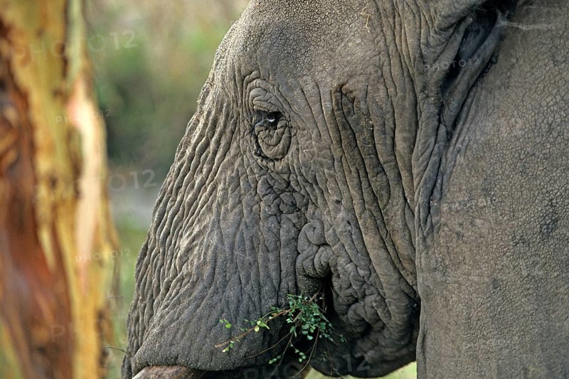 Elephant (Loxodonta africana), Serengeti, Tanzania, Africa, June 2000, vintage, retro, old, historical