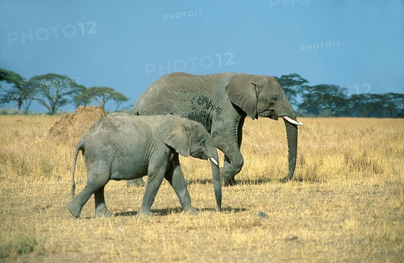 Elephant with young (Loxodonta africana), Serengeti, Tanzania, Africa, June 2000, vintage, retro, old, historical