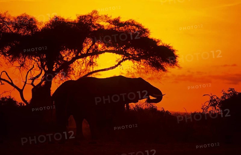 Elephant at sunrise in Amboseli National Park, orange filter, Kenya, Africa, June 2000, vintage, retro, old, historic