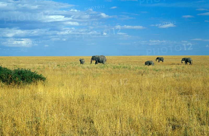 Herd of elephants (Loxodonta africana) in the Serengeti, Tanzania, Africa, June 2000, vintage, retro, old, historical