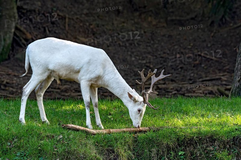 White shovel deer, fallow deer (dama dama), young animal, calf, white fur due to leucism gene mutation, no albino, male with antlers on a meadow at the edge of a forest, Vogelsberg, Büdingen Wildlife Park, Wetterau, Hesse, Germany