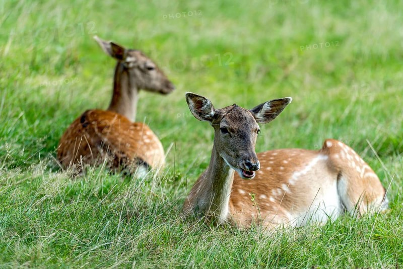 Dams (dama dama) Bald deer, hinds, resting on a meadow at the edge of the forest, Vogelsberg, Büdingen Game Park, Wetterau, Hesse, Germany