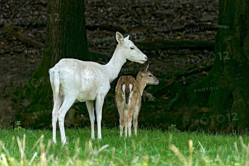 Damson (dama dama), adult doe, white fur due to leucism gene mutation, no albino, with calf on a meadow in a forest clearing, Vogelsberg, Büdingen Game Park, Wetterau, Hesse, Germany