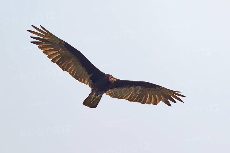 Greater yellow-headed vulture (Cathartes burrovianus) flying through the clear sky with outstretched wings, Rio Negro, Pantanal, UNESCO Biosphere Reserve, Mato Grosso, Brazil