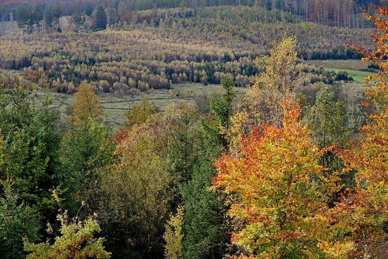 View over the autumn forest, Arnsberger Wald nature park Park, North Rhine-Westphalia, Germany