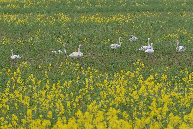 Mute swans (Cygnus olor) in an intercropped field, yellow mustard (Sinapis), North Rhine-Westphalia, Germany