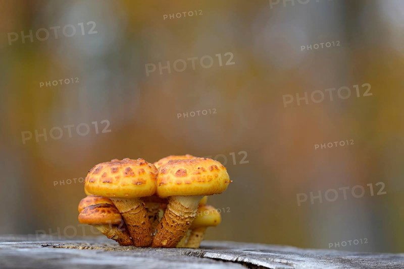 Goldfell-Schüppling (Pholiota aurivella) in autumn forest, Arnsberg Forest nature park Park, North Rhine-Westphalia, Germany