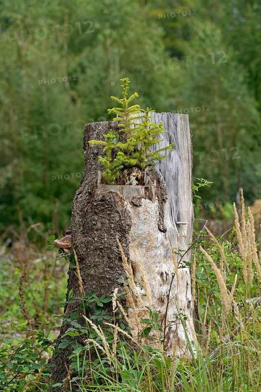 Spruce (Picea abies), young trees growing on a sawn-off and rotten spruce trunk, natural regeneration, Arnsberg Forest nature park Park, North Rhine-Westphalia, Germany