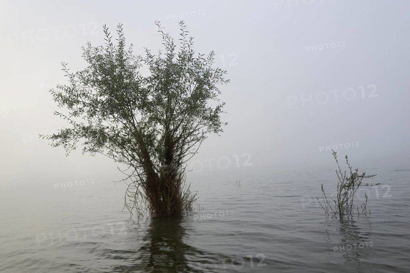 Hennesee, willows (Salix) in the fog, Hennetalsperre, Naturpark Sauerland-Rothaargebirge, North Rhine-Westphalia, Germany