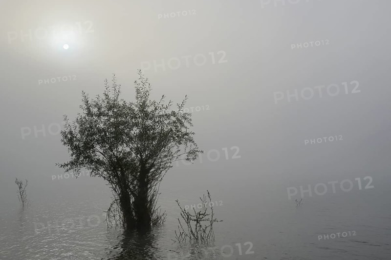 Hennesee, willows (Salix) in the lake, morning sun shining through the dense fog, Hennetalsperre, Naturpark Sauerland-Rothaargebirge, North Rhine-Westphalia, Germany