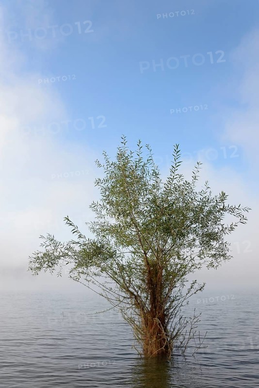 Hennesee, willow (Salix) in the lake, rising fog, blue sky, Hennetalsperre, Naturpark Sauerland-Rothaargebirge, North Rhine-Westphalia, Germany