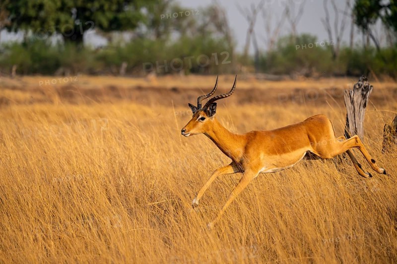 Impala (Aepyceros melampus) male jumping, running, on the run, Xakanaxa, Okavango Delta, Moremi Game Reserve, Botswana