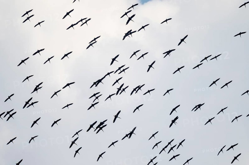 Pink pelican (Pelecanus onocrotalus), flock of birds circling in the sky, birds in flight, Namibia