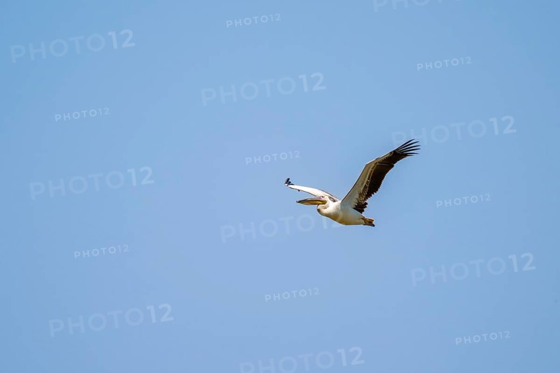 Pink pelican (Pelecanus onocrotalus) in flight, on the Kavango River, Namibia