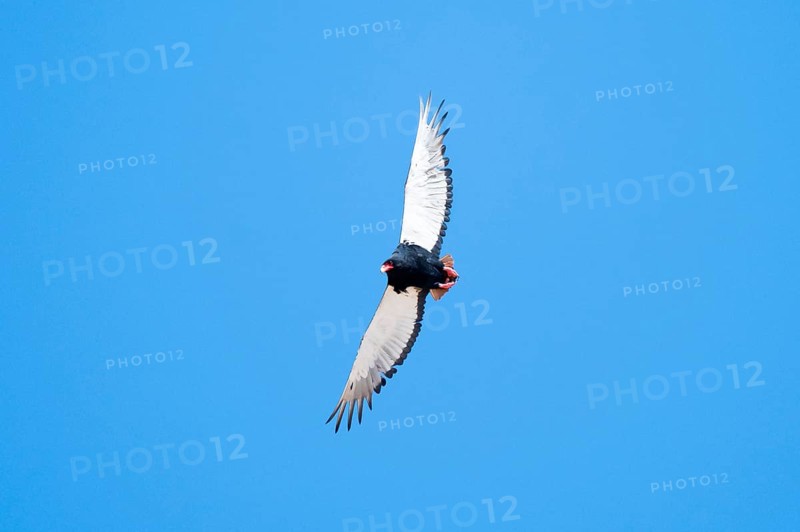 Bateleur (Terathopius ecaudatus), bird of prey flying, Etosha National Park, Namibia