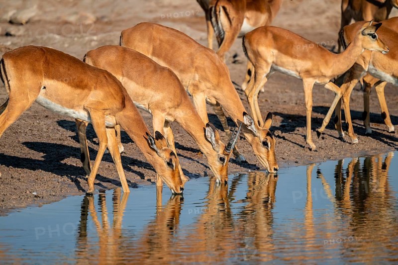 Impala (Aepyceros melampus) drinking at a waterhole, reflection, Savuti, Chobe National Park, Botswana