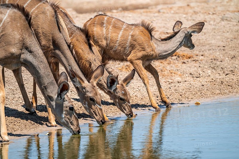 Female drinking at waterhole, Greater kudu (Tragelaphus strepsiceros), Savuti, Chobe National Park, Botswana