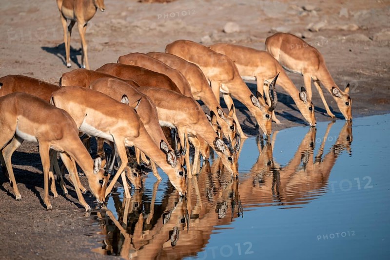 Impalas (Aepyceros melampus) drinking at the waterhole, beautiful picture with reflection, Savuti, Chobe National Park, Botswana