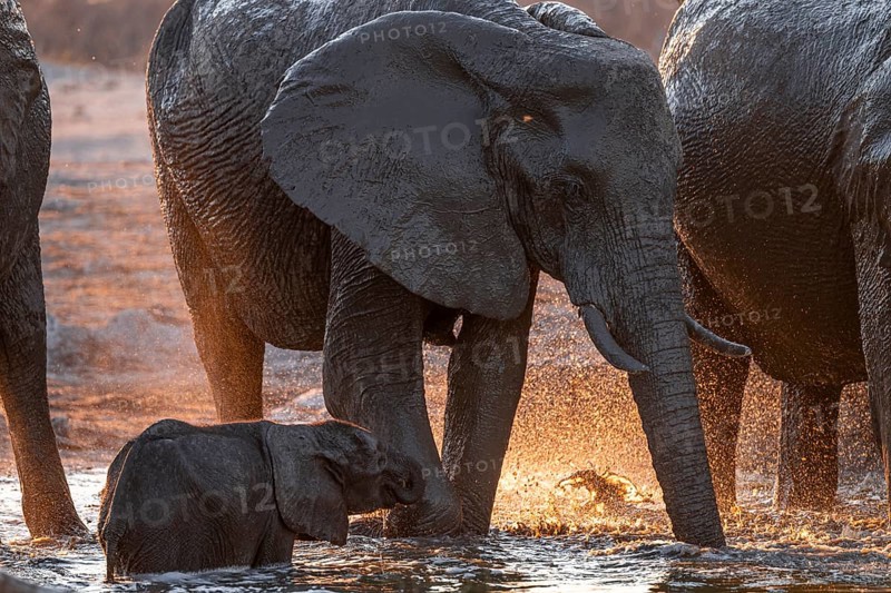 Herd of elephants, African elephant (Loxodonta africana) with young at the waterhole, sunset, Savuti, Chobe National Park, Botswana
