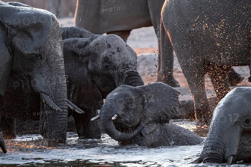 Herd of elephants, African elephant (Loxodonta africana) at the waterhole, sunset, Savuti, Chobe National Park, Botswana