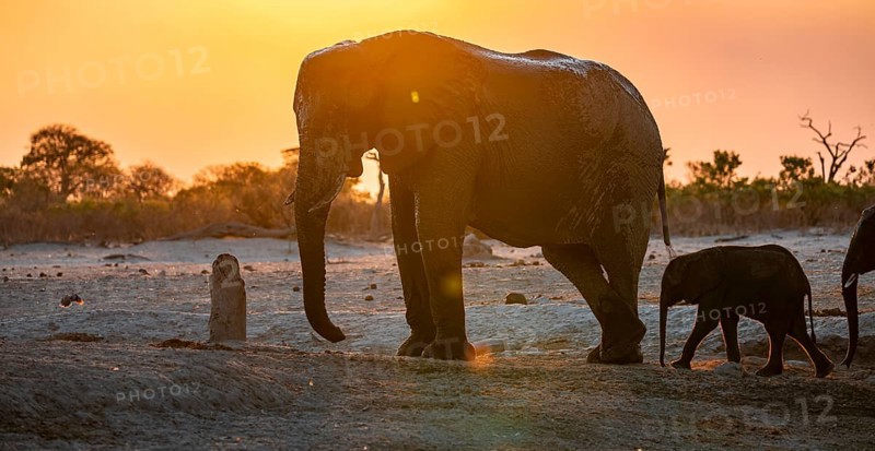 African elephant (Loxodonta africana) with young, sunset, Savuti, Chobe National Park, Botswana