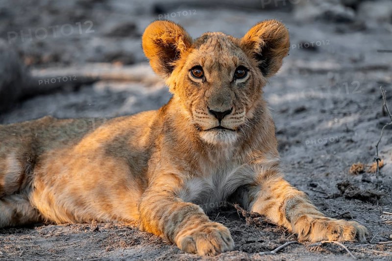 Cub, lion (Panthera leo) lying, Savuti, Chobe National Park, Botswana