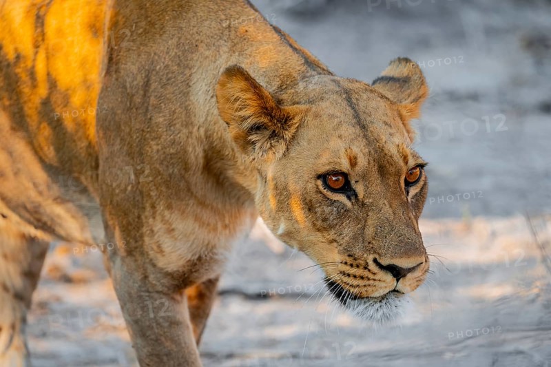 Lioness (Panthera leo), Savuti, Chobe National Park, Botswana