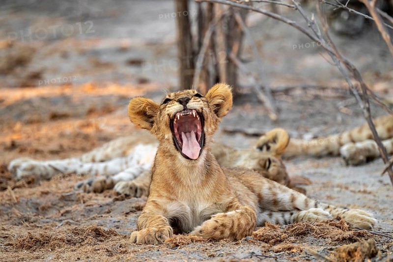 Cub, lion (Panthera leo) yawning and showing teeth, Savuti, Chobe National Park, Botswana