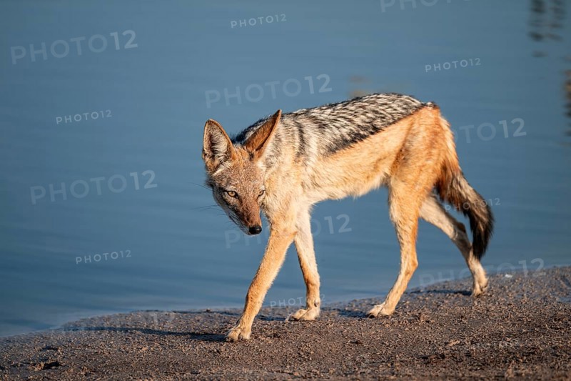 Black-backed jackal (Lupulella mesomelas) at a waterhole, Savuti, Chobe National Park, Botswana