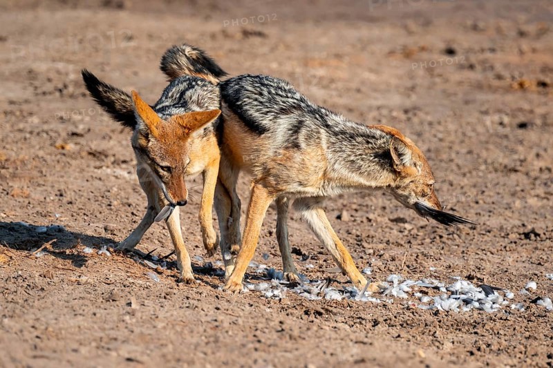 Two black-backed jackals (Lupulella mesomelas) hunting a pigeon, Savuti, Chobe National Park, Botswana