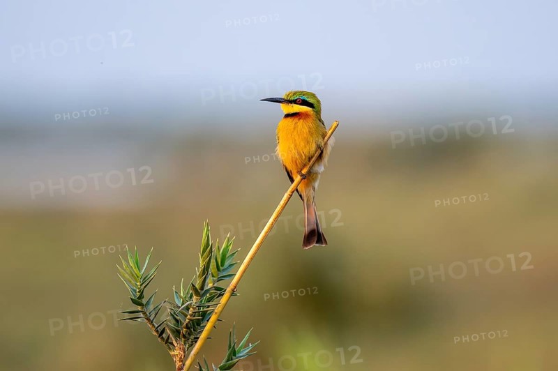 Dwarf spint (Merops pusillus), on the Kavango River, Namibia