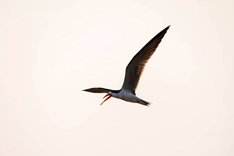 African Skimmer (Rynchops flavirostris), African Skimmer in flight, Ihaha, Chobe National Park, Botswana
