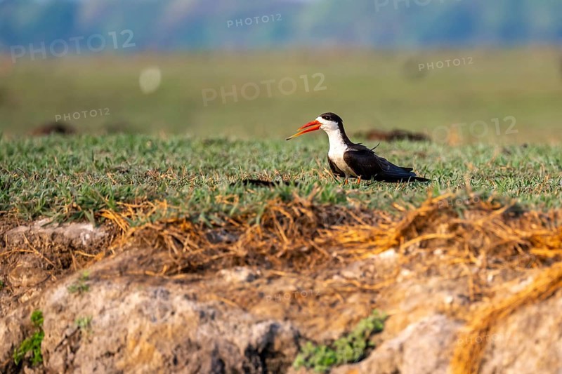 African Skimmer (Rynchops flavirostris), African Skimmer sitting on the bank, Ihaha, Chobe National Park, Botswana