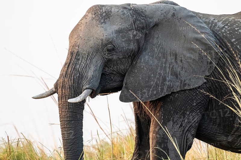 Animal portrait, African elephant (Loxodonta africana) feeding among grass, Ihaha, Chobe National Park, Botswana, Africa