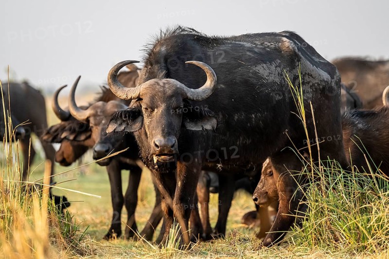 Cape buffalo (Syncerus caffer caffer) grazing, Ihaha, Chobe National Park, Botswana
