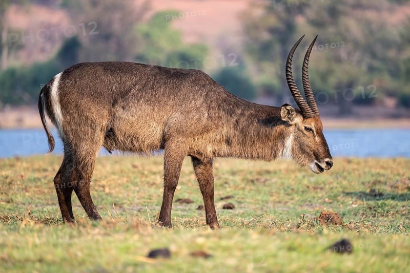 Elliptic waterbuck (Kobus ellipsipiprymnus), male grazing, Ihaha, Chobe National Park, Botswana