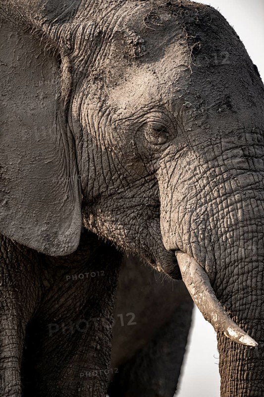 Detail, Animal portrait, African elephant (Loxodonta africana), Ihaha, Chobe National Park, Botswana, Africa