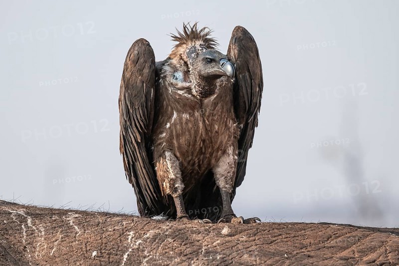 White-backed vulture (Gyps africanus), vulture feeding on the carcass of an elephant, Ihaha, Chobe National Park, Botswana
