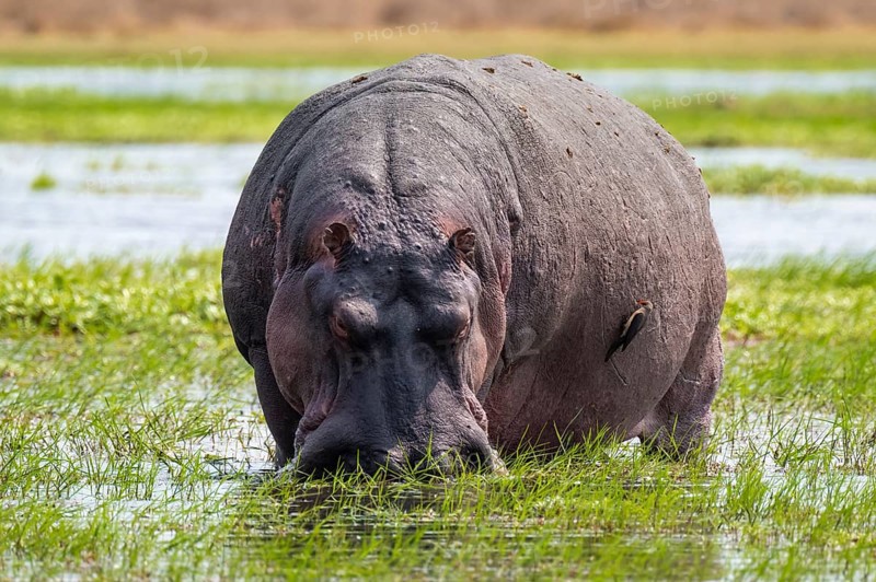 Hippopotamus (Hippopatamus amphibius) grazing, Xakanaxa, Okavango Delta, Moremi Game Reserve, Botswana