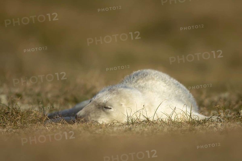 Grey seal (Halichoerus grypus) juvenile baby pup animal resting on a sand dune on a beach in winter, England, United Kingdom