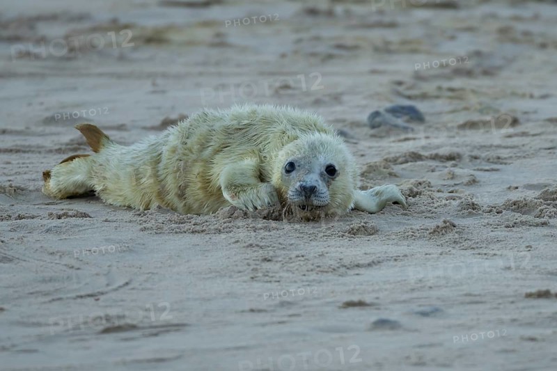 Grey seal (Halichoerus grypus) juvenile baby pup animal resting on a sandy beach in winter, England, United Kingdom