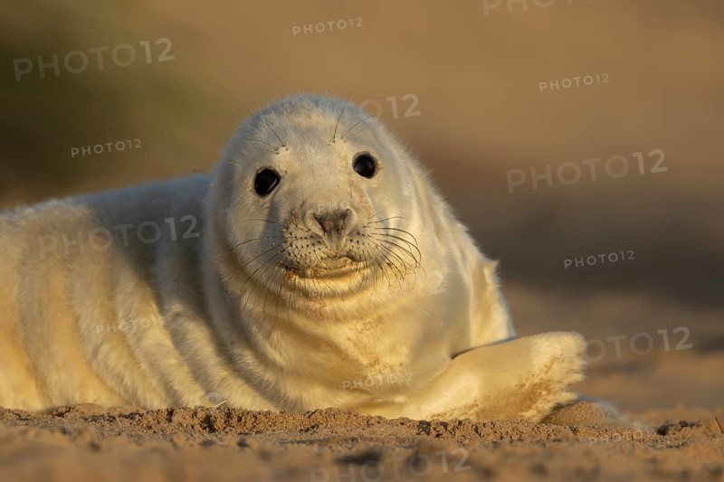 Grey seal (Halichoerus grypus) juvenile baby pup animal resting in a sand dune by a beach in winter, England, United Kingdom