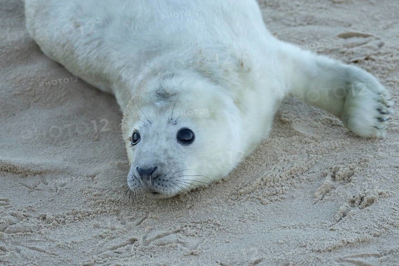Grey seal (Halichoerus grypus) juvenile baby pup animal resting on a sandy beach in winter, England, United Kingdom