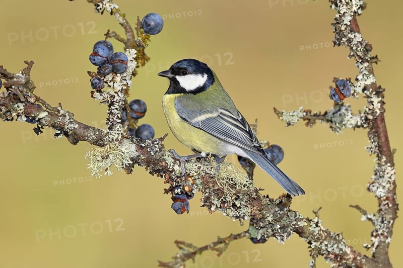 Great tit (Parus major), sitting on a branch in a blackthorn bush, (Prunus spinosa), sloes, with ripe fruit, autumn, wildlife, animals, tit family, songbird, birds, Wilnsdorf, North Rhine-Westphalia, Germany