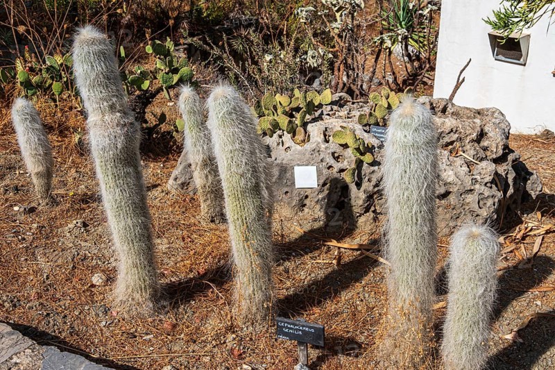 Cactus y Otras Suculentas 'Mora i Bravard', Botanical Garden, Botanic garden, cactus collection, village Casarabonela, Andalusia, Spain
