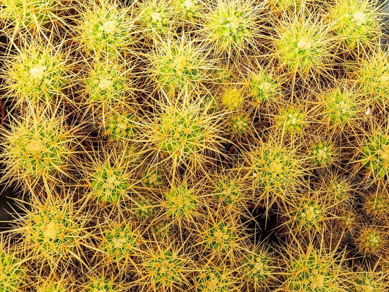 Cultivation of cacti, botanical garden, Cactus y Otras Suculentas 'Mora i Bravard', village Casarabonela, Andalusia, Spain