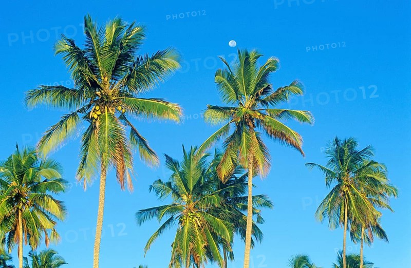 Moon and palm trees on Mikadi Beach, Dar es-Salaam, Tanzania, Africa, June 2000, vintage, retro, old, historic